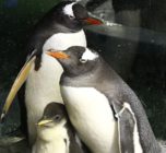 Sphengic pictured with the gay penguin parents after whom she's named.