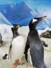 Irish aquarium has two adorable gay penguin couples