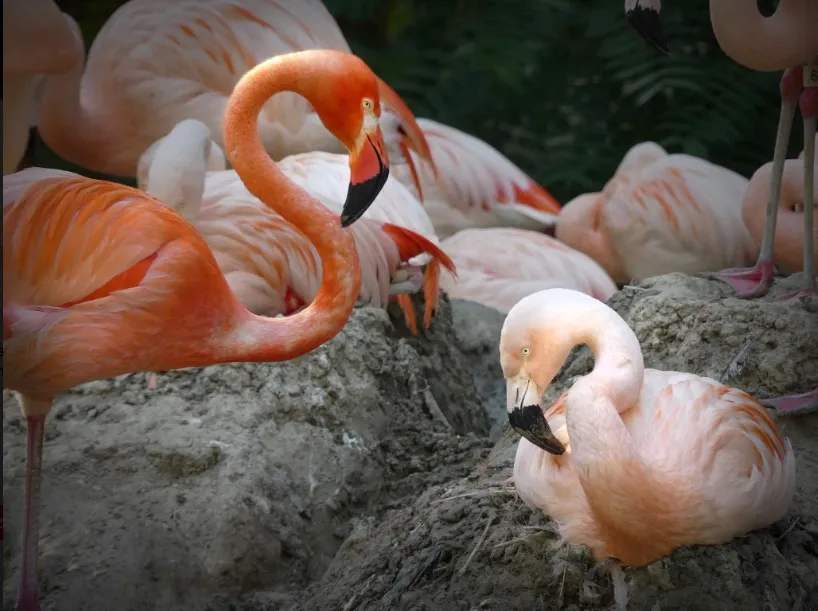 Denver Zoo Announces Two Gay Flamingos Ahead Of Pride
