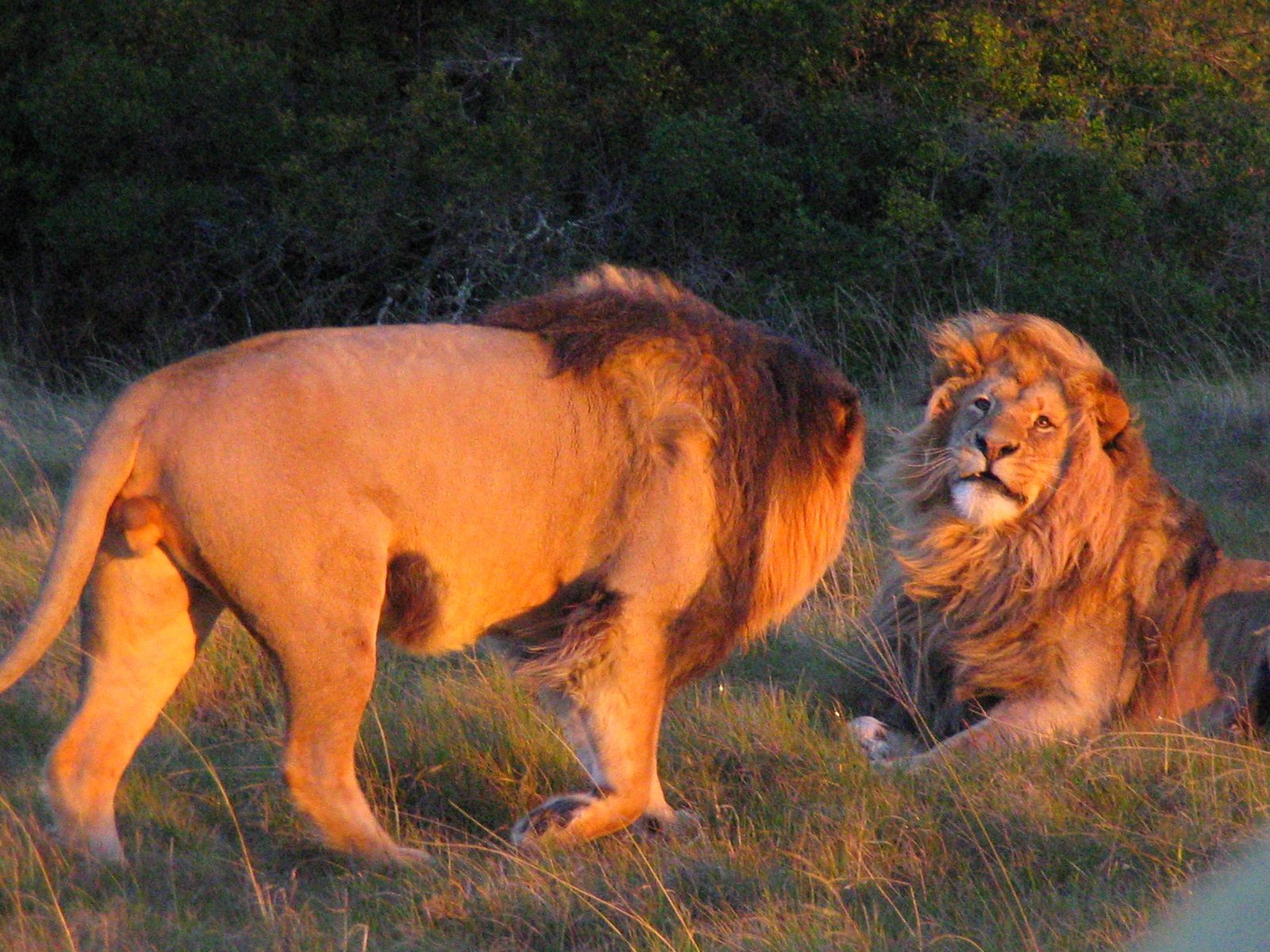 Love is love, even with lions. 