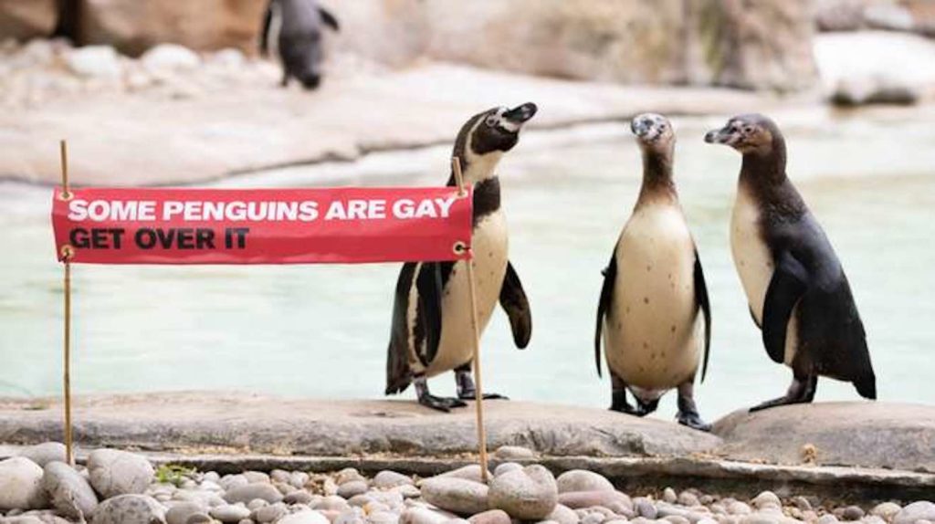 Gay penguins London Zoo