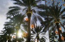 Christmas quiz: Christmas palm trees
