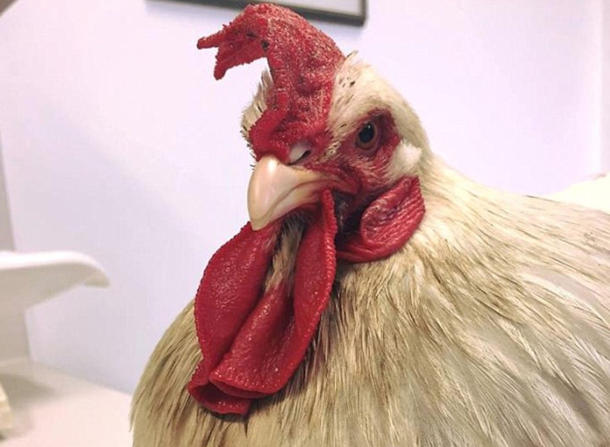This trans hen biologically turned into a rooster, now vets are giving it h...