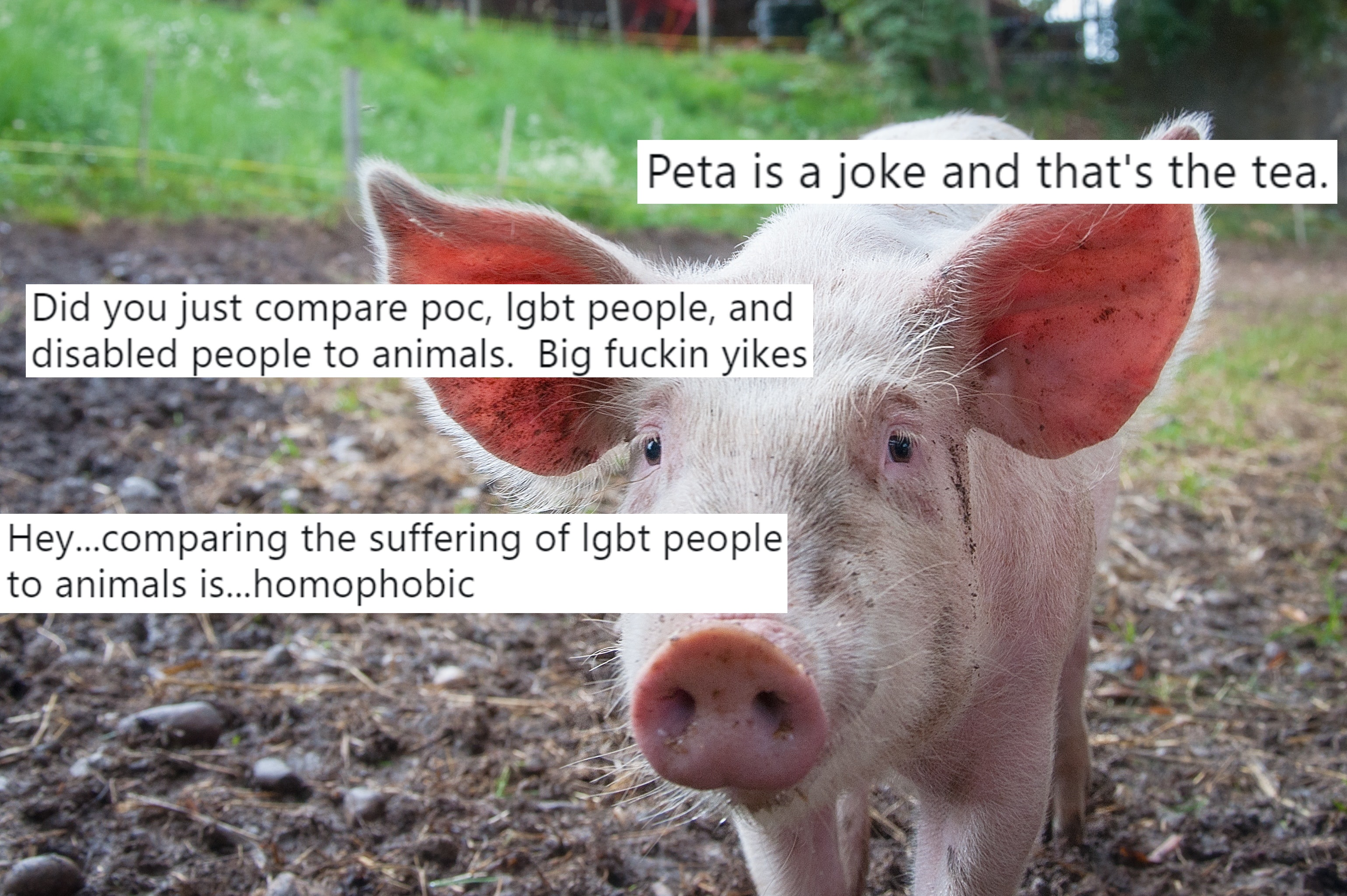 A photo of a pig overlaid with tweets responding to PETA's tweets