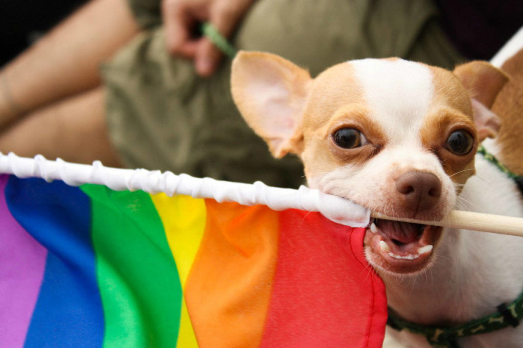 Rainbow Dog at Pride