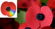 A rainbow poppy, and poppies being packaged at the Royal British Legion.