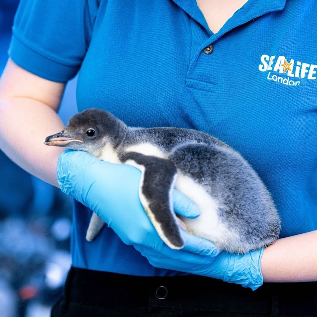 lesbian penguin couple welcome baby chick