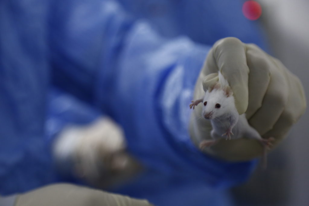 A gloved hand holding a lab mouse