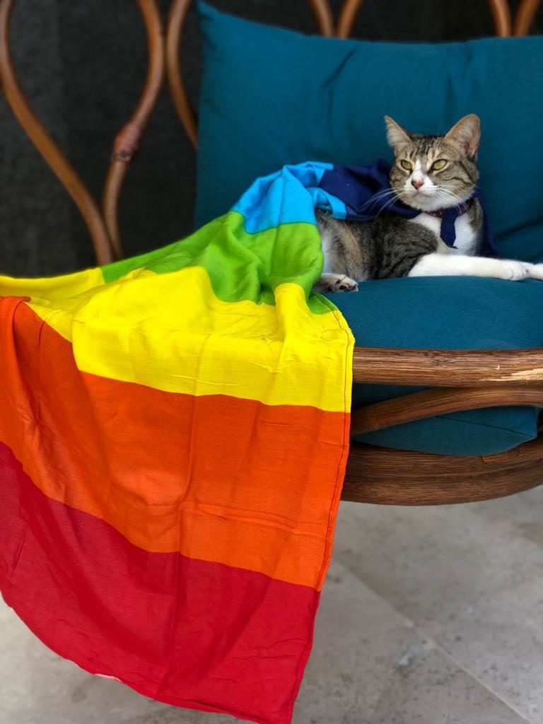 Pride of joy: The Marriott's cat
