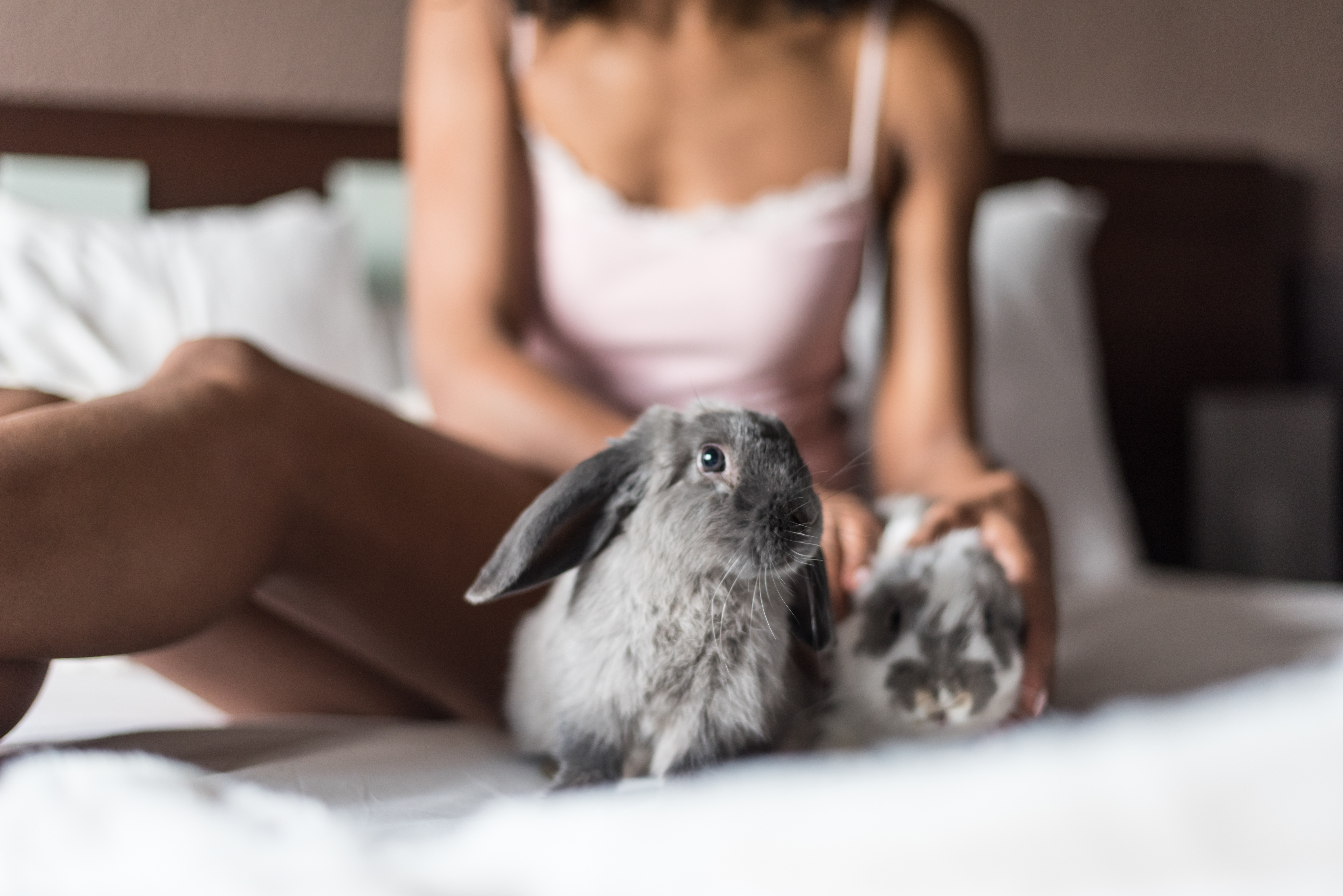 rabbits could help explain the female orgasm.