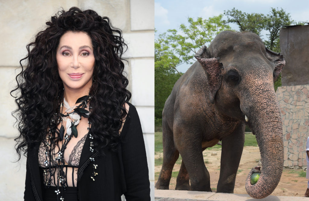 Cher shared her delight in the news that a lonely elephant in Pakistan is being freed. (Mike Marsland/Mike Marsland/WireImage/AAMIR QURESHI/AFP via Getty Images)