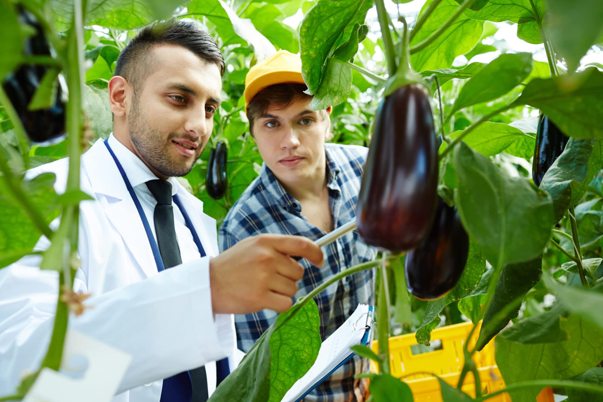 Man in lab coat inspecting aubergines