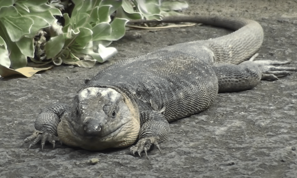 Giant lizards are choking to death on used condoms in Gran Canaria cruising spots