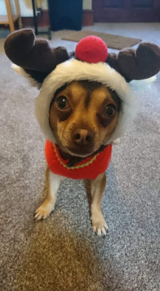 Alfie, Charlie's dog, wearing reindeer antlers