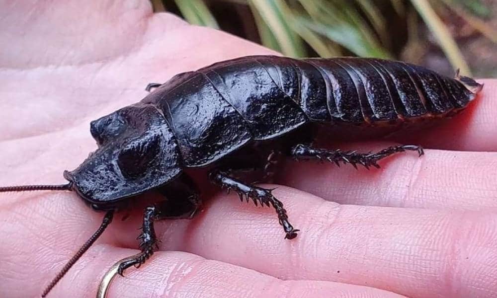 Hemsley Conservation Centre brings back "name a cockroach after your ex" for Valentine's Day