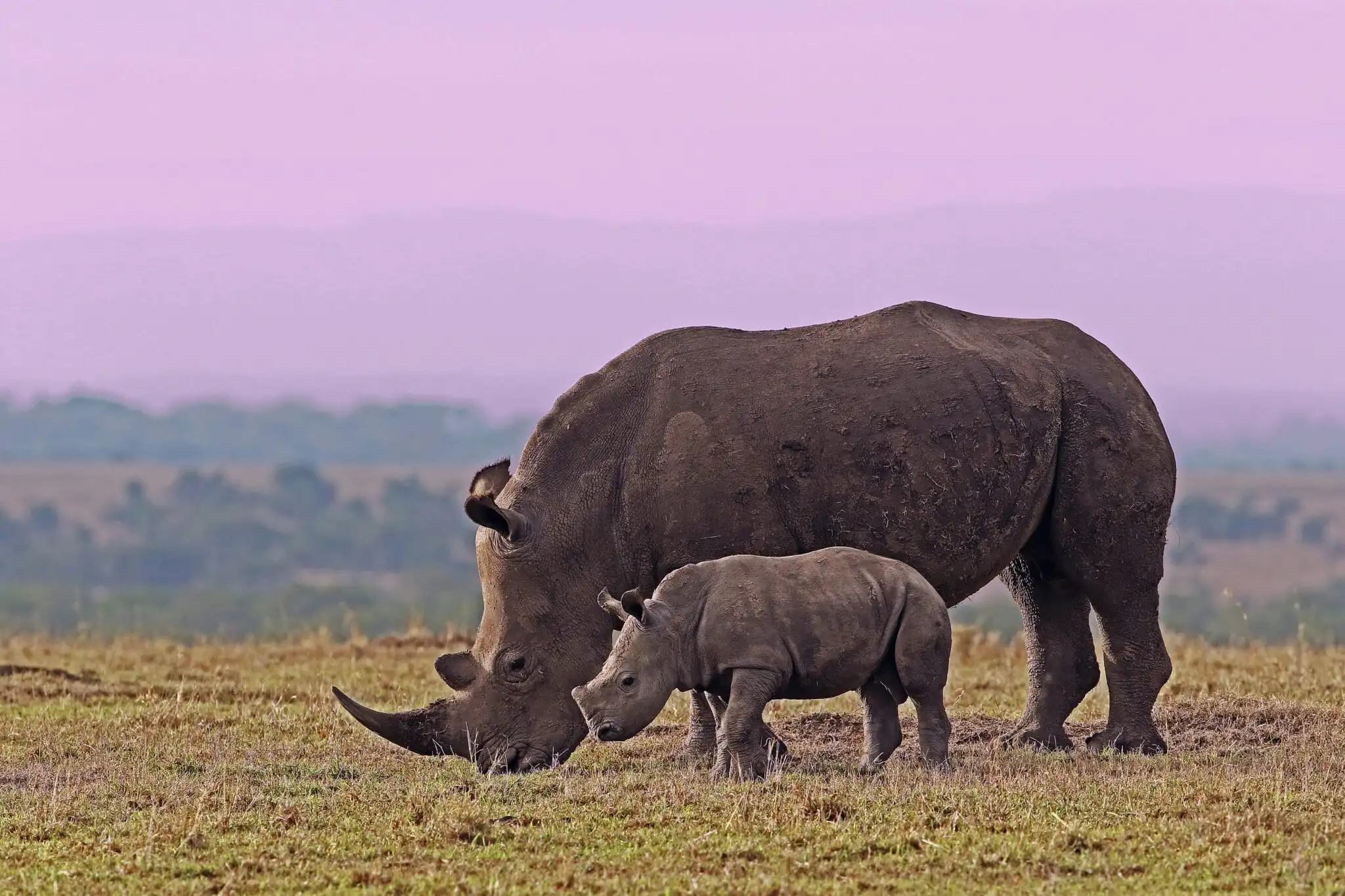 Rhinos eat in a lavender skylight