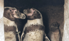 Gay penguins in the Oceanarium, Bournemouth