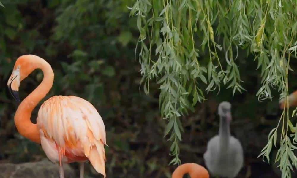 Gay flamingos raise abandoned chick and maybe the world isn't terrible after all